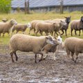 Leedu taluniku lambakari kadus koduõuelt jäljetult. Nädala pärast tabas meest aga hommikul ärgates üllatus