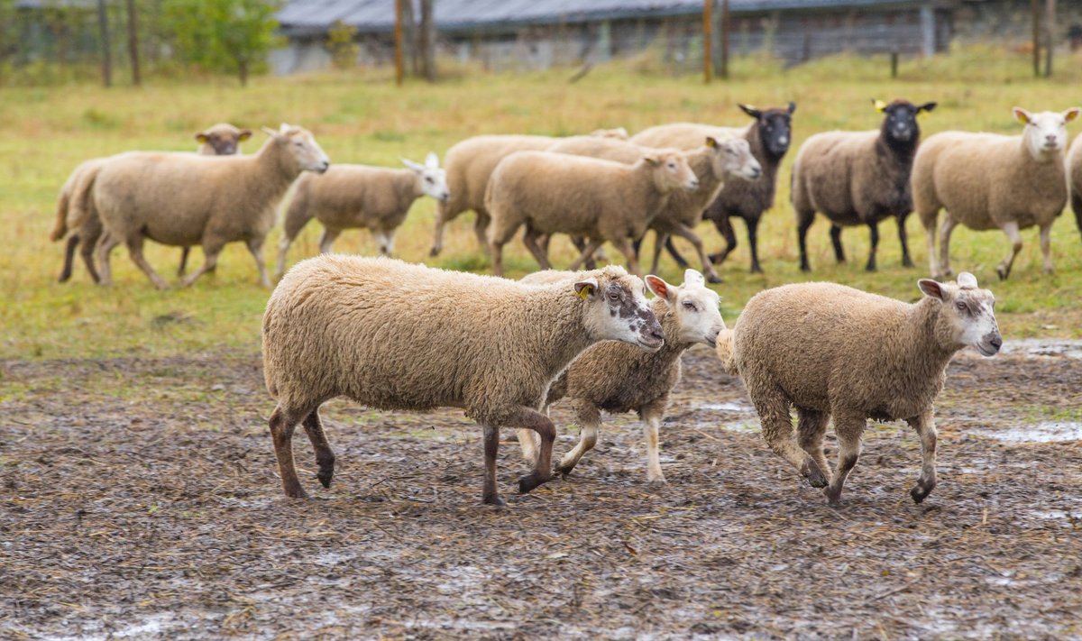 Illustreeriv kari lambaid, kes pole artiklis kirjeldatud kadumisjuhtumisega seotud.