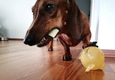 Ilse oma kalli toidupalliga