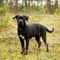 FOTO: Aita leida üles Stroomi metsas kaduma läinud koer!