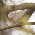 Eesti ornitoloogiaühing valis 2017. aasta linnuks turteltuvid