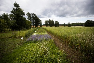 TÜ korjetaimede näidispeenrad, paremal tatar 'Aiva'.