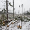 Lugeja metsade seisut: aastakümneid tegeles metsamajandamisega erasektor, nüüd sisuliselt polegi loodusliku näoga metsi