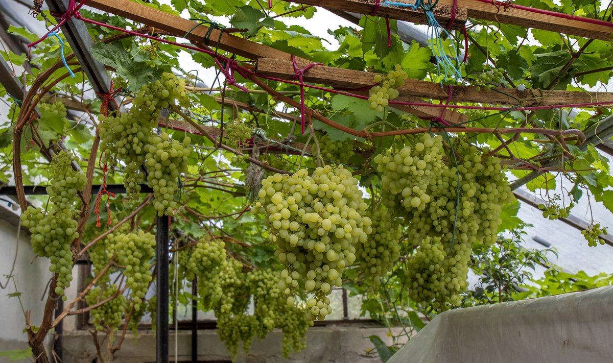 Sobivas kohas kasvav ning õigesti hooldatud viinapuu võib anda suurt saaki. Seedri puukooolis kasvava viinapuu kobarad kaaluvad kuni 2,4 kg.