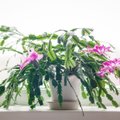 Весна на подоконнике: шесть комнатных растений, которые цветут в холодное время года