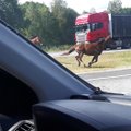 VIDEO ja FOTOD | Peterburi maanteel kappasid hobused