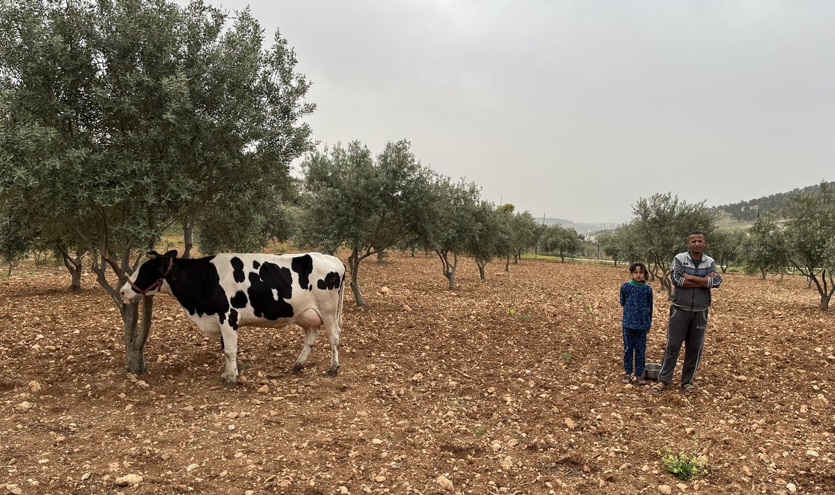 Maalehe grupile tutvumiseks tõi pererahvas oliivisalusse üksiku lehma.