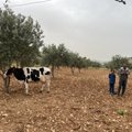 MAALEHT JORDAANIAS | Kohaliku põllumajandusega tutvumine päädis taluõuele toodud tuvi ja lehmaga 