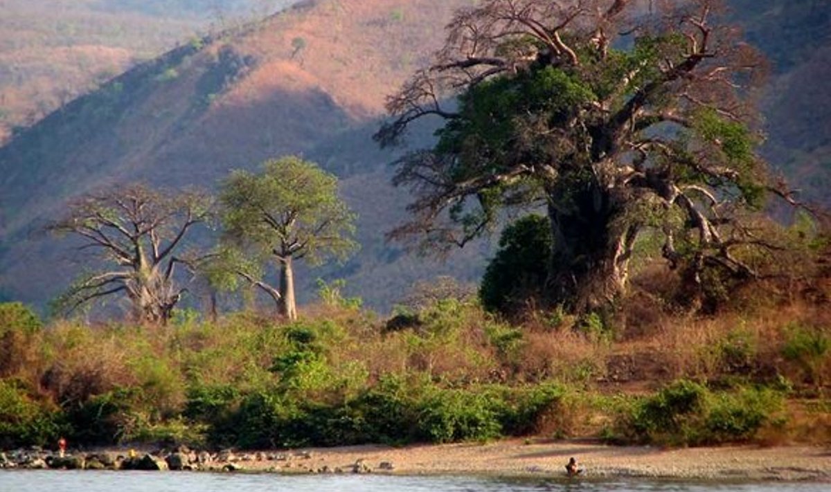 AHVIDE LEIB: Paar ahvileiva­puud Niassa järve kaldal ­Metangula linnas.