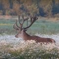 VIDEO | Milline uhke kroon! Pärnumaal jäi kaamera ette võimsate sarvedega hirvepull