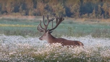 VIDEO | Milline uhke kroon! Pärnumaal jäi kaamera ette võimsate sarvedega hirvepull