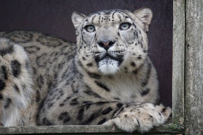 Somu sünnipäev
