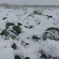 PÄEVAPILT | Põllule jäänud kapsaid peab lumehangede alt taga otsima