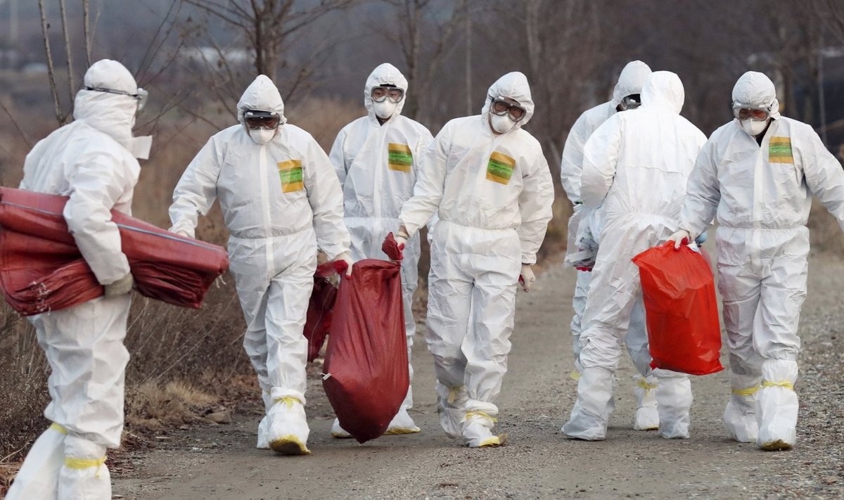 Lõuna-Korea tervishoiutöötajad tapetud kanu transportimas