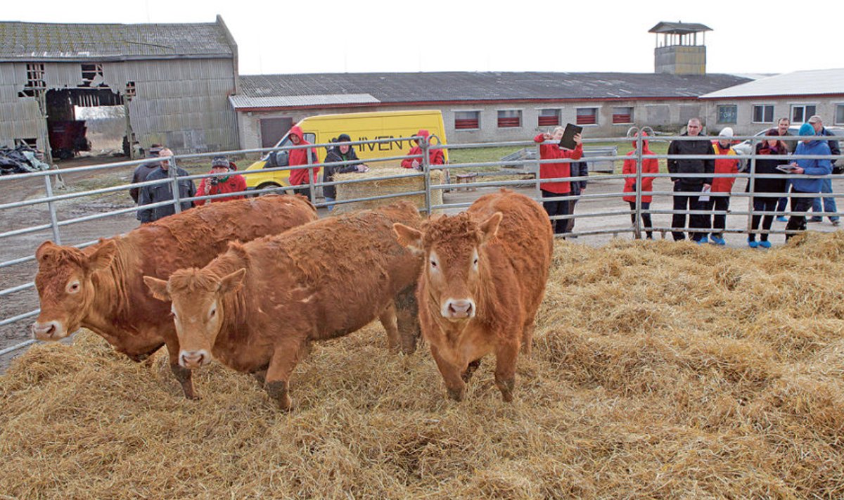 Livestock Europe OÜ-le kuuluvas farmis Rapla- maal Sikeldil olid müügil üksnes limu- siini tõugu mullikad ning pullid. Kohale tulid nii veise­kasvatajad kui lihaveiste eksperdid. 
