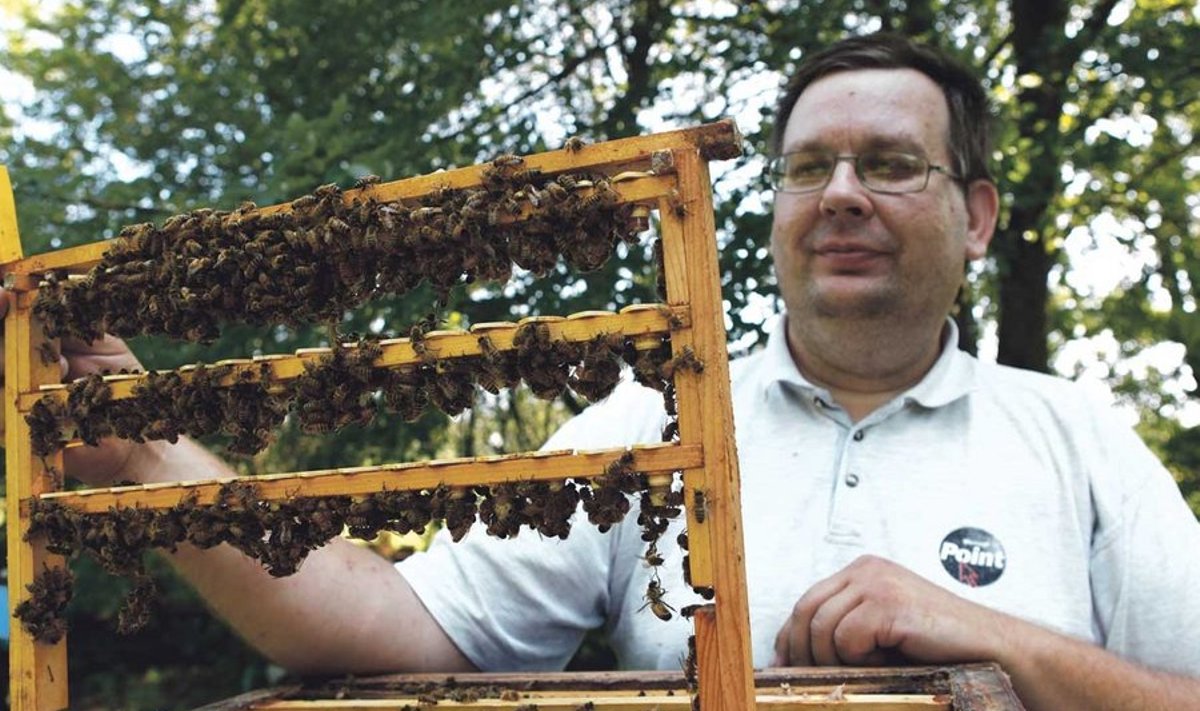 Muhumaa mesinik ja mesilaste tõuaretaja Aimar Lauge hoiab käes raami,     mis on mõeldud mesilasemade tootmiseks. Mesilased kaanetavad kupud viie päevaga kinni ja edasi lähevad need inkubaatorisse.