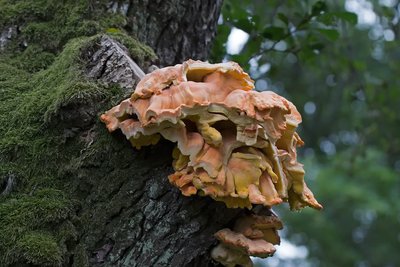 Трутовик серно-жёлтый (Laetíporus sulphureus), по-эстонски –  vääveltorik ehk väävlik