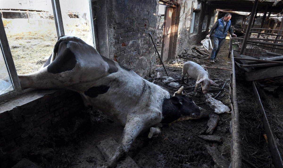 Ukraina farmer kaotas mais toimunud pommirünnakutse 80 lehma ja 30 siga.