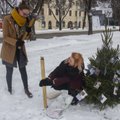 FOTOD | Üliõpilased ehivad Eesti linnade jõulukuused kodu otsivate loomade piltidega