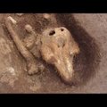 VIDEO | La Manche`i väina väikesaarel asuvalt keskaegselt kalmistult kaevati välja ootamatu kadunuke