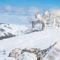 Puhkusereiside nõudlus on laes. Eestlased kipuvad talviste puhkuste planeerimist viimasele minutile jätma