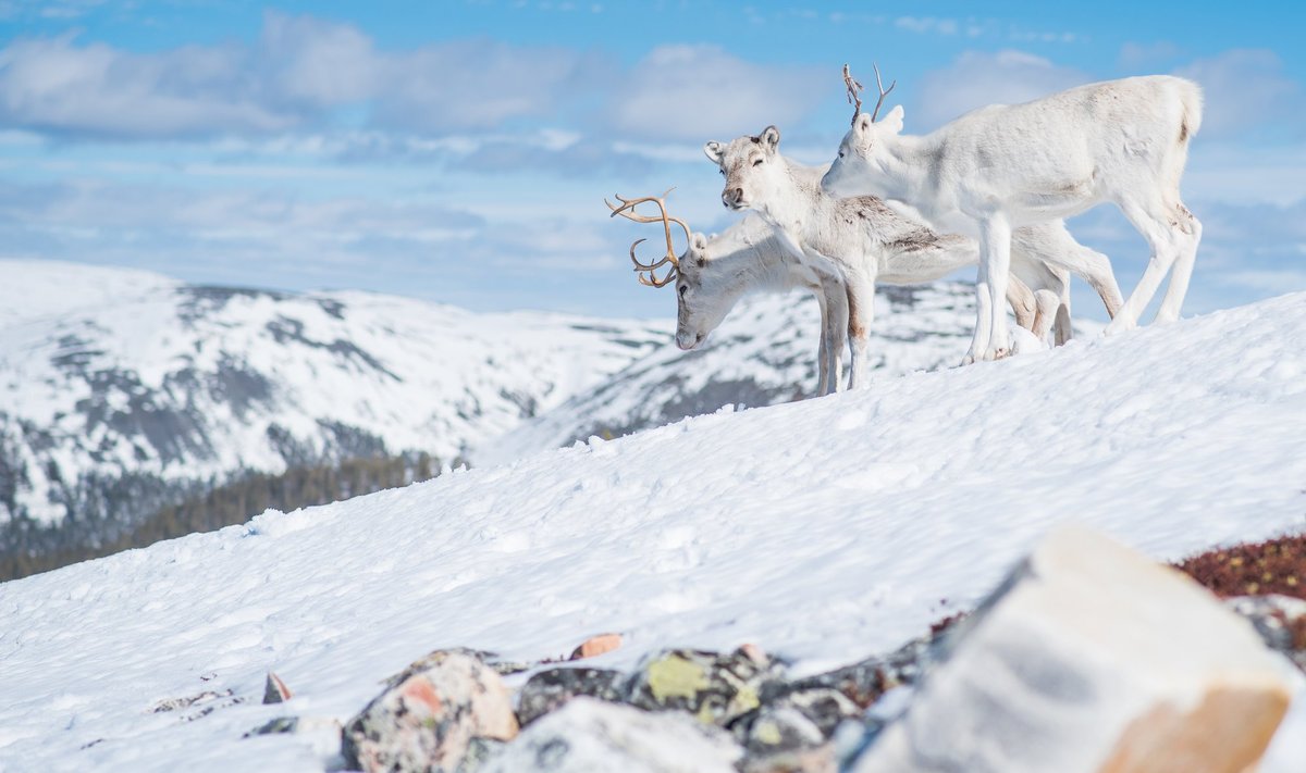 Ylläs, Lapimaa