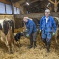 PÕUD | Kodumaiste köögiviljakasvatajate saak hävineb, kariloomad jäävad talvel nälga