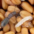 Kahjurite invasioon: söögivilja tuleb gaasitada, muidu saab hoidlas kahest putukast aastaga 6000