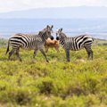 SUURES PILDIS | Timo Anise 10 kaadrit Keenia ralli kolmapäevast: kaelkirjakud, sebrad ja Ott Tänaku stiilinäide testikatselt