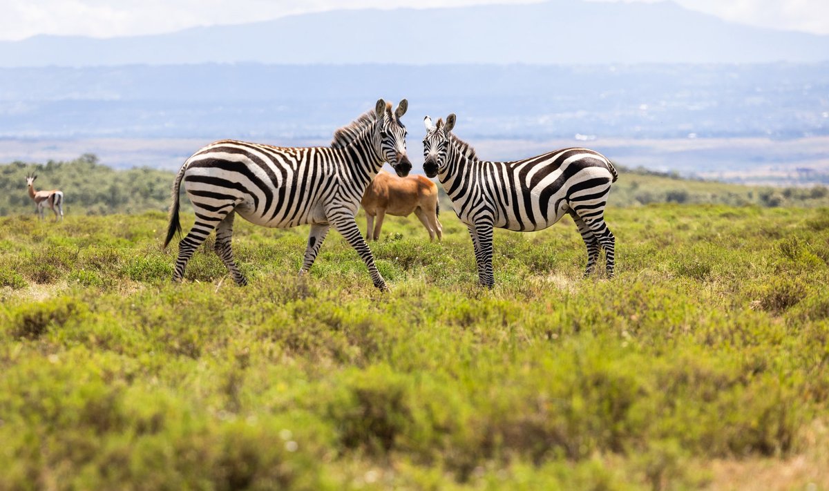Keenia ralli teede äärde jääv floora ja fauna on midagi teistsugust kui mujal maailmas.