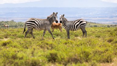 SUURES PILDIS | Timo Anise 10 kaadrit Keenia ralli kolmapäevast: kaelkirjakud, sebrad ja Ott Tänaku stiilinäide testikatselt