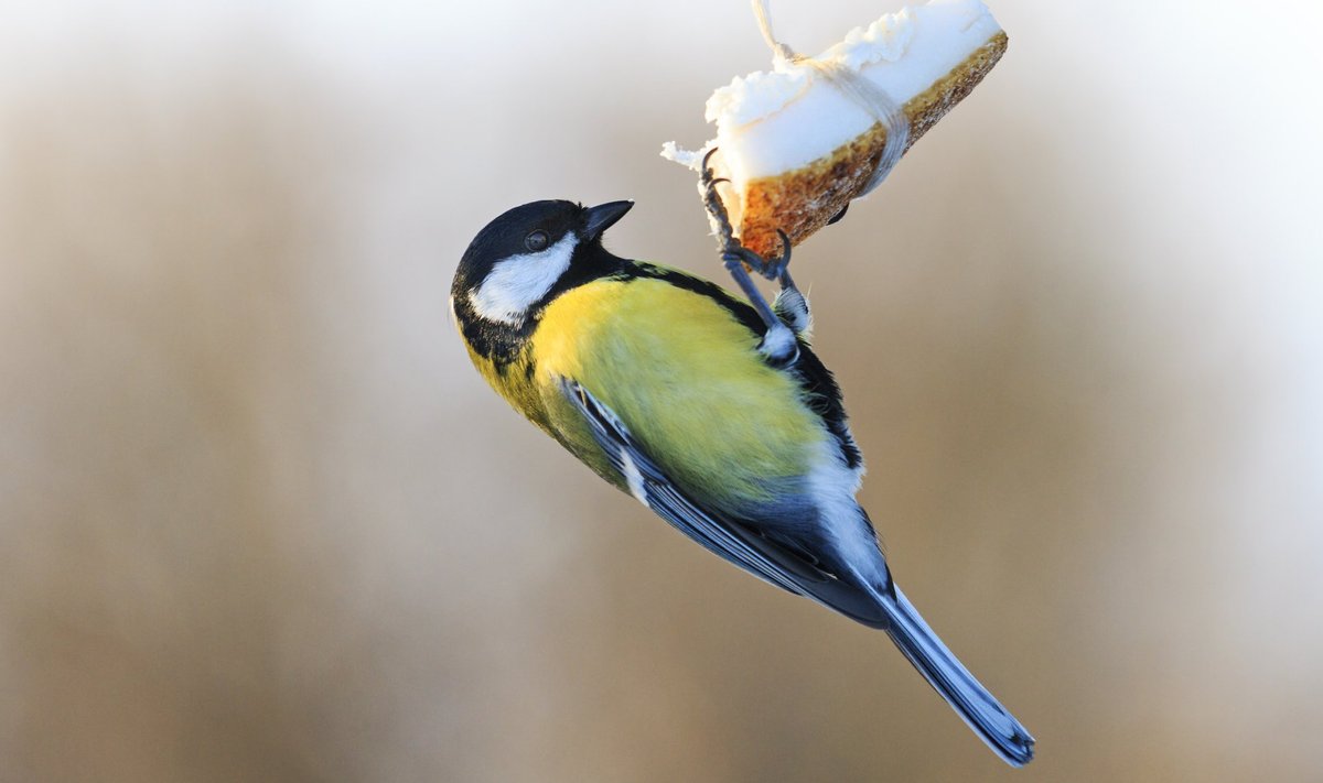 Kevadisemad ilmad ei tähenda, et linnukestele oleks juba looduslik toidulaud kaetud.