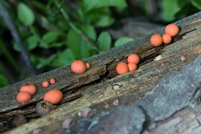 Ликогала древесинная (Lycogala epidendrum), по-эстонски – hundipiim ehk kratisitt