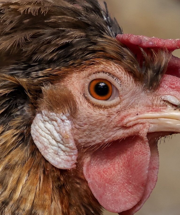 Pildil kujutatud kana sarnasus jutus kirjeldatud kanaga on kaudne ja heal juhul illustratiivne.