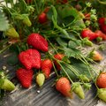 В июле спрос на сезонные овощи, фрукты и ягоды традиционно велик: как на этом заработать?