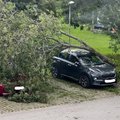 Непогода в Таллинне: На глазах у ребенка с дерева упала ветка. Прямо на машину!