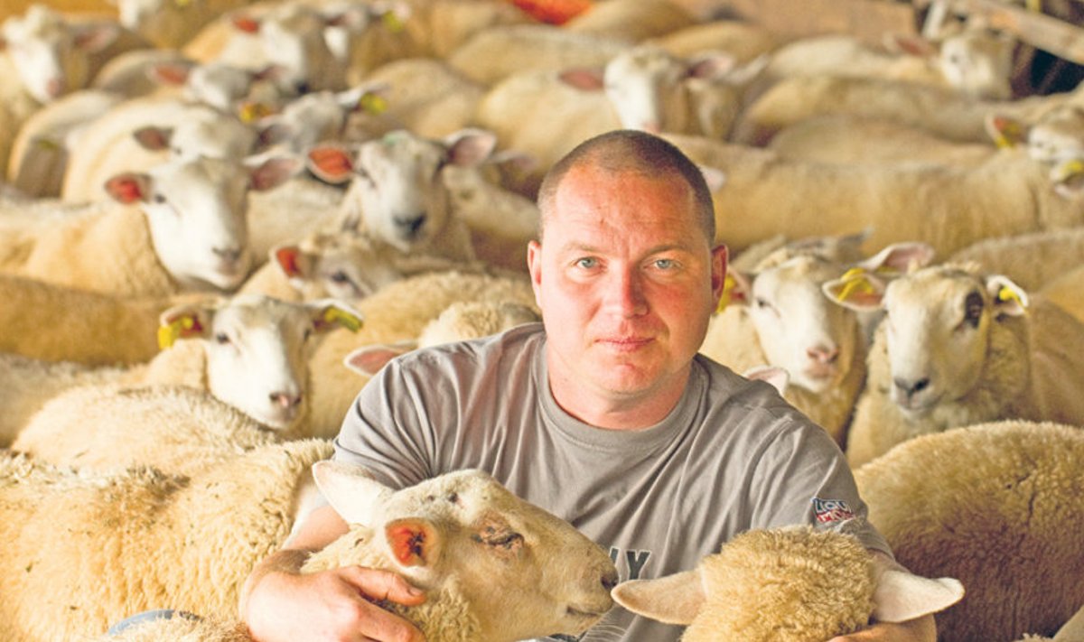 Lambakasvataja ja veterinaararst Vallo Seera tunnistab, et lammaste parasiitidega võitlemine on suur töö, ent peab parasiidiravimite vabamüüki laskmist siiski liiga riskantseks.