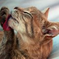 HEA TEADA | Miks kassid end nii palju pesevad?