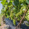 VIDEOD | Põhjalik ülevaade, kuidas lõigata viinapuid, et saada head saaki