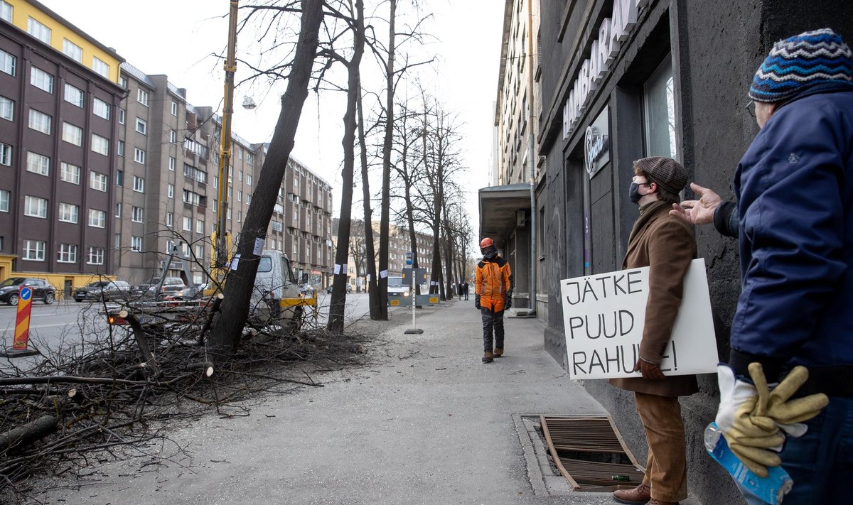 Pronksi tänaval võeti märtsis mitmekümne aasta vanused pärnad maha, et uued puud asemele istutada.