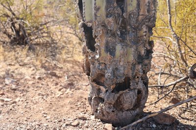 Saguaaro-karneegiakaktuse kuivanud tüvi