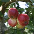 Laimjala õunaaed loobub bürokraatia tõttu suurtoetusest