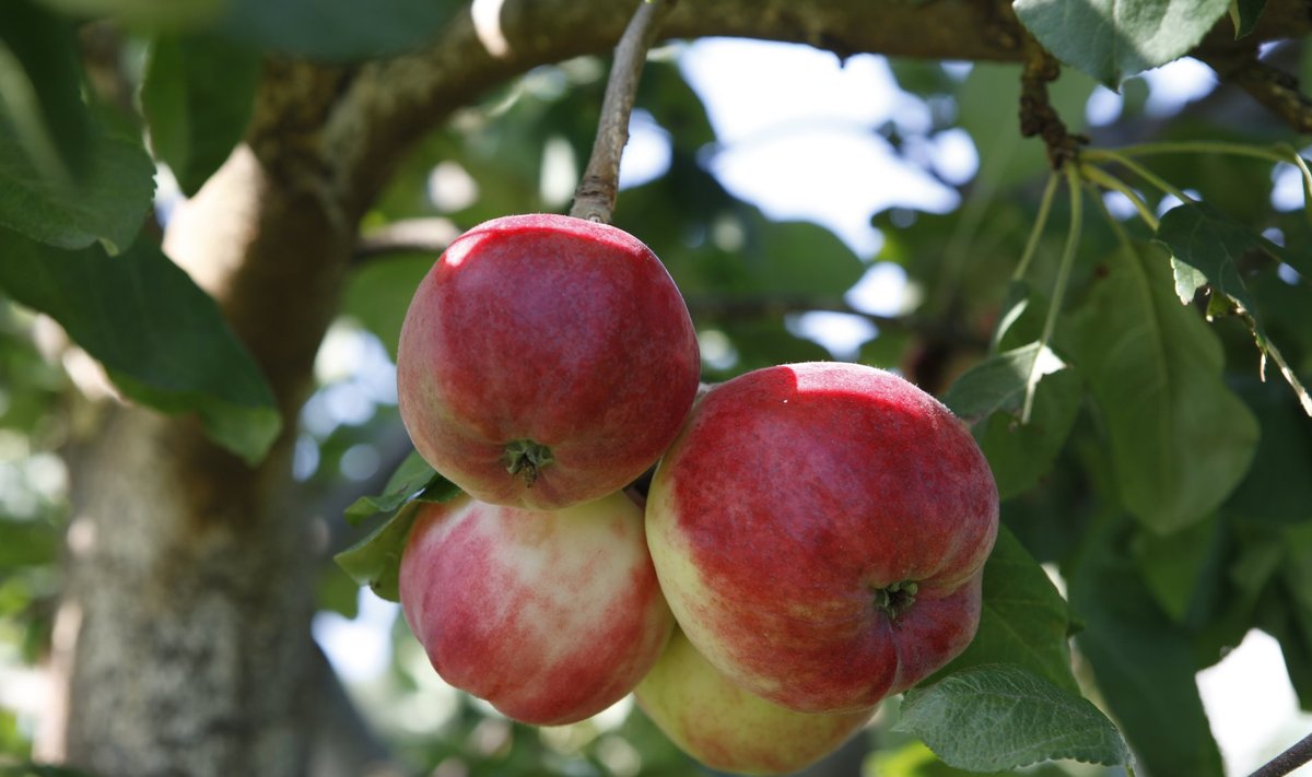 Kodumaised õunad on tervisele väga kasulikud