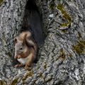 Kuidas täiendada oravate toidulauda