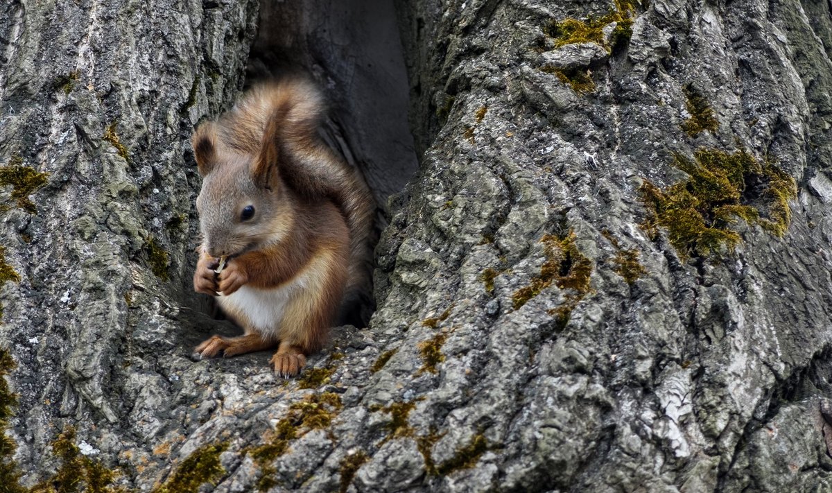 Oravatele meeldivad õõnsustega puud.