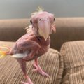 ARMAS VIDEO | Haiguse tõttu suled kaotanud lind naudib tubast elu ja sooje kampsuneid
