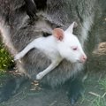 VIDEO JA FOTOD: Kas Eestimaa lahedaim loom? Vaata, kuidas askeldab Muhu saare valge kängurulaps!