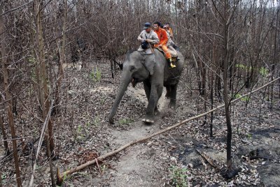 Indoneesia tuletõrjujad patrullivad elevandi seljas metsatulekahjudest mõjutatud Riau provintsi. Elevante treenitakse kandma veepumpasid ja muud varustust, millega tuld ja tulekoldeid summutada. (Foto: AP)
