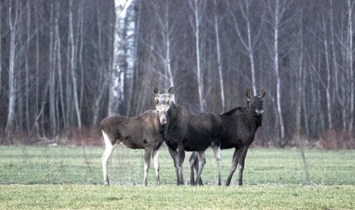 Põdrad on usinad ökodukti kasutajad