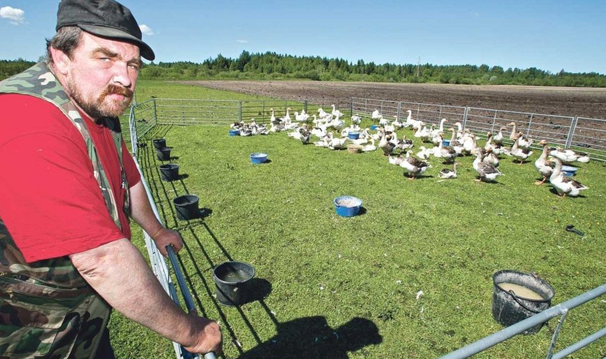Kopra Karjamõis OÜ juhataja Jüri Koppel ravis oma linnud terveks.